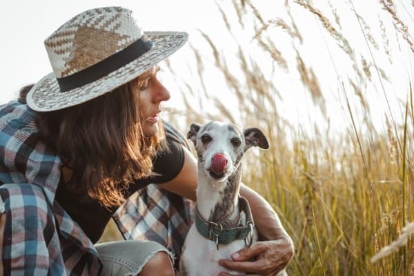 Whippet sitting with its owner in a field