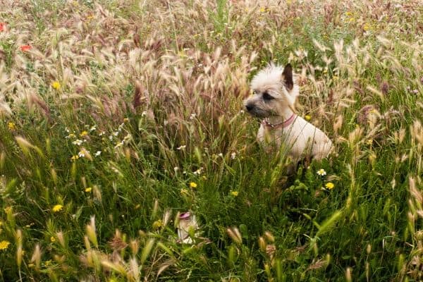 Cairn Terrier in tall grass