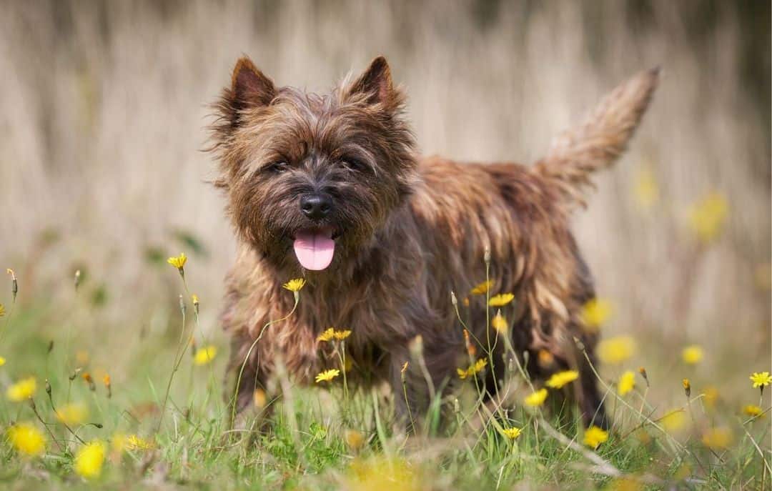 Cairn Terrier standing in tall grass