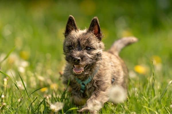 Adult Cairn Terrier running through grass