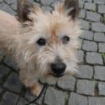 Are Cairn Terriers Hypoallergenic? Do They Shed A Lot?