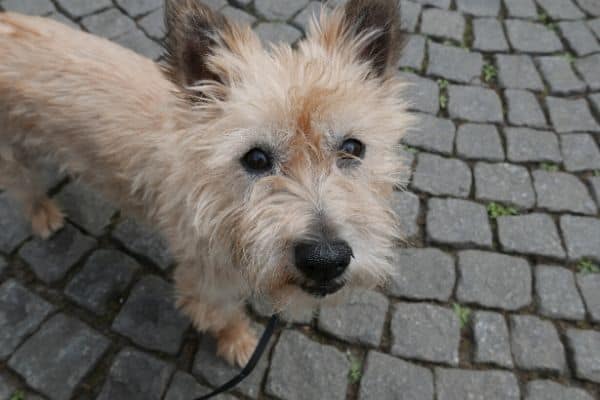 Tan colored Cairn Terrier