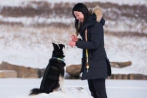 Pomsky being trained by her owner outside