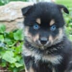 Black and brown Pomsky puppy