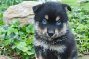 Black and brown Pomsky puppy