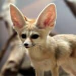 Fennec Fox with blurred background