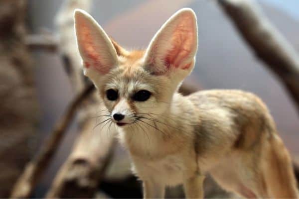 Fennec Fox with blurred background