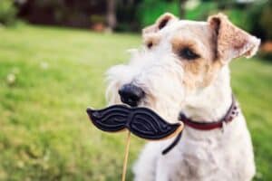 Fox Terrier with a mustache cookie