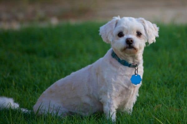 Freshly groomed Maltipoo