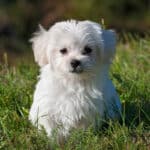 Maltese puppy in tall grass
