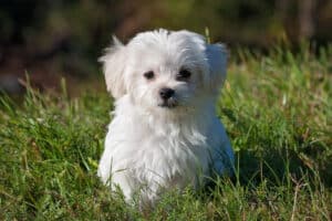 Maltese puppy in tall grass