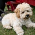 Maltipoo laying at park