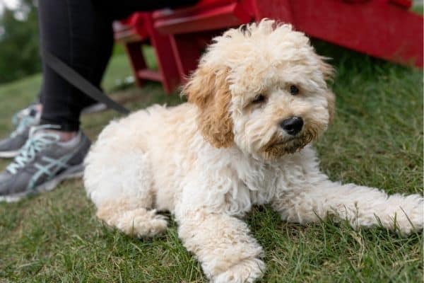 Maltipoo laying at park