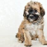 How Much Does a Maltipoo Cost? Actual Breeder Prices