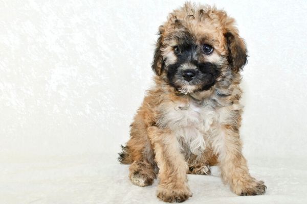 Maltipoo puppy posing for a picture