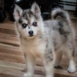 2-month old Pomsky puppy