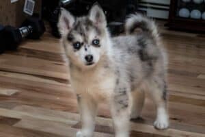 2-month old Pomsky puppy