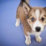 How Much Does a Pomsky Cost? Actual Breeder Examples