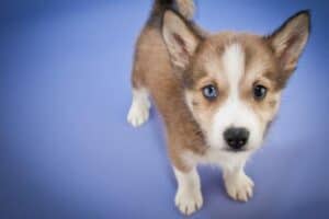 Pomsky puppy with one blue eye
