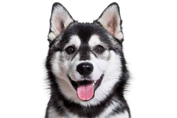 Pomsky dog smiling