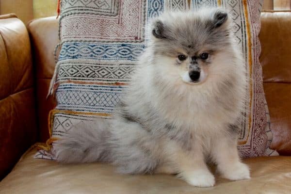 A Pomsky puppy sitting on a leather couch