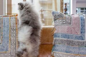 Pomsky puppy looking out the window