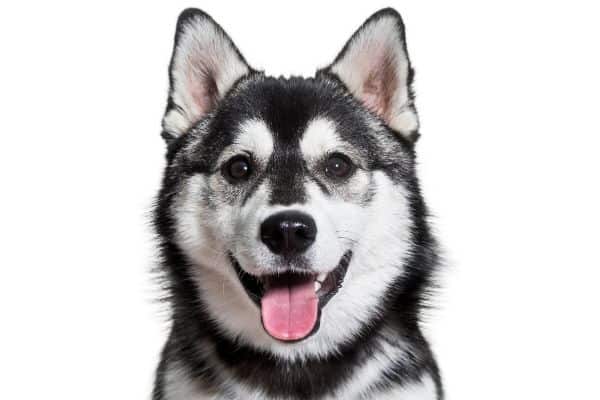 Adult Pomsky smiling