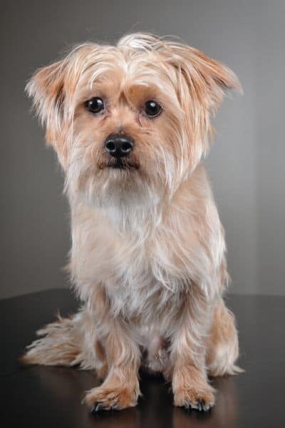 Portrait of a Shorkie dog