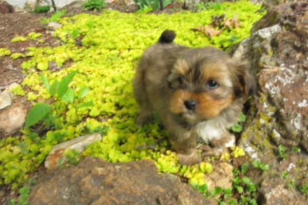 Shorkie Puppy Outside in grass