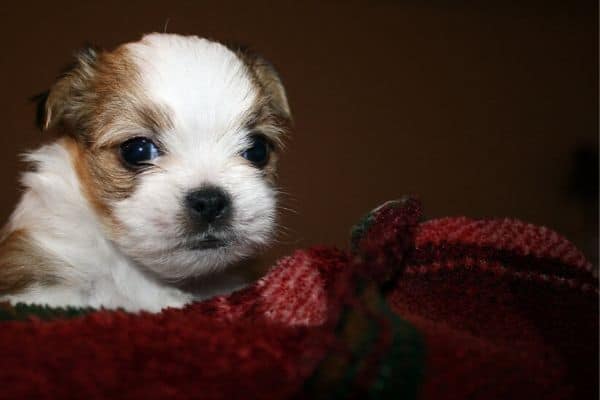 Shorkie Puppy in Blanket