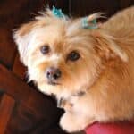 Shorkie dog with blue bows in hair