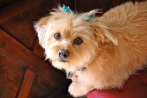 Shorkie dog with blue bows in hair