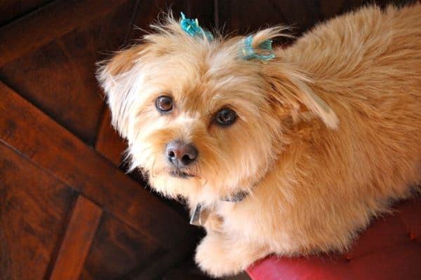 Shorkie dog with blue bows in hair