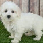 White Maltipoo puppy on fake grass