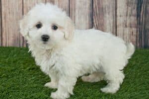 White Maltipoo puppy on fake grass