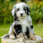 Aussiedoodle puppy sitting on a log