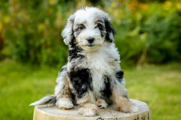 Aussiedoodle puppy sitting on a log