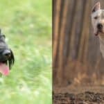 Barbet and Dogo Argentino side by side