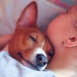 Is a Basenji a Good First Dog? Read Before You Buy (2023)