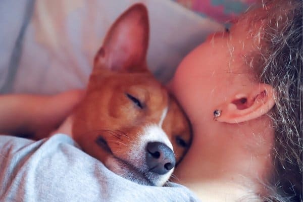 Basenji cuddling with new owner