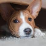 Basenji hiding under the couch
