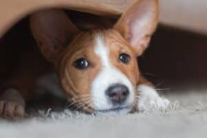 Basenji hiding under the couch