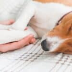 A Basenji puppy sleeping on a bed