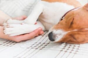 A Basenji puppy sleeping on a bed