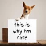 Basenji holding a this is why I'm rare sign