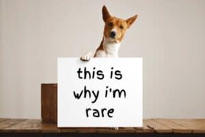 Basenji holding a this is why I'm rare sign