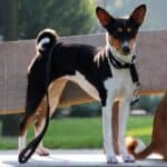 Black and White Basenji