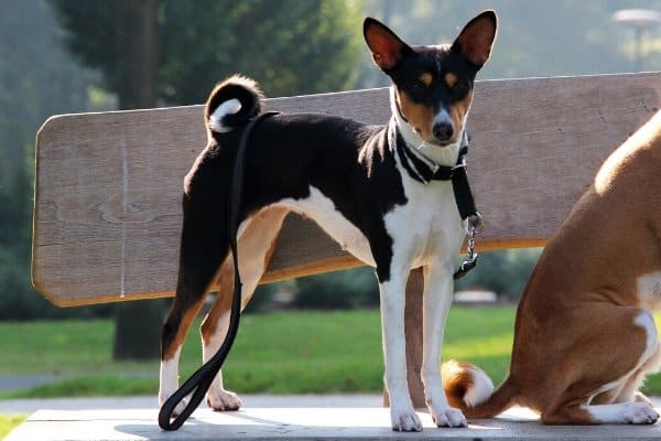 Black and White Basenji