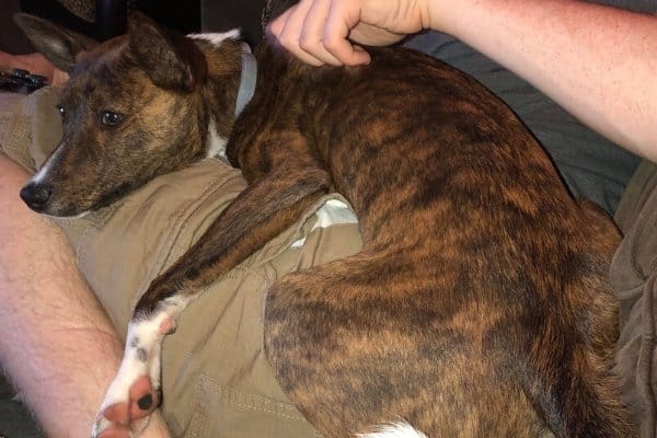 A brindle Basenji laying on her owner's lap
