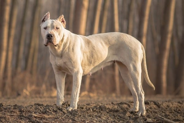 A Dogo Argentino standing near a tree line